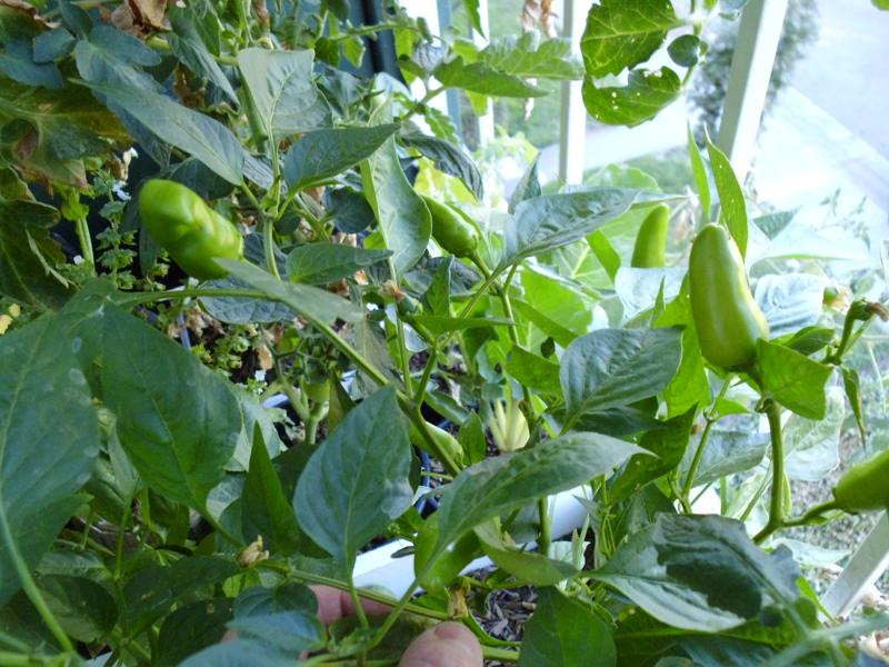 Fresno Pepper plants