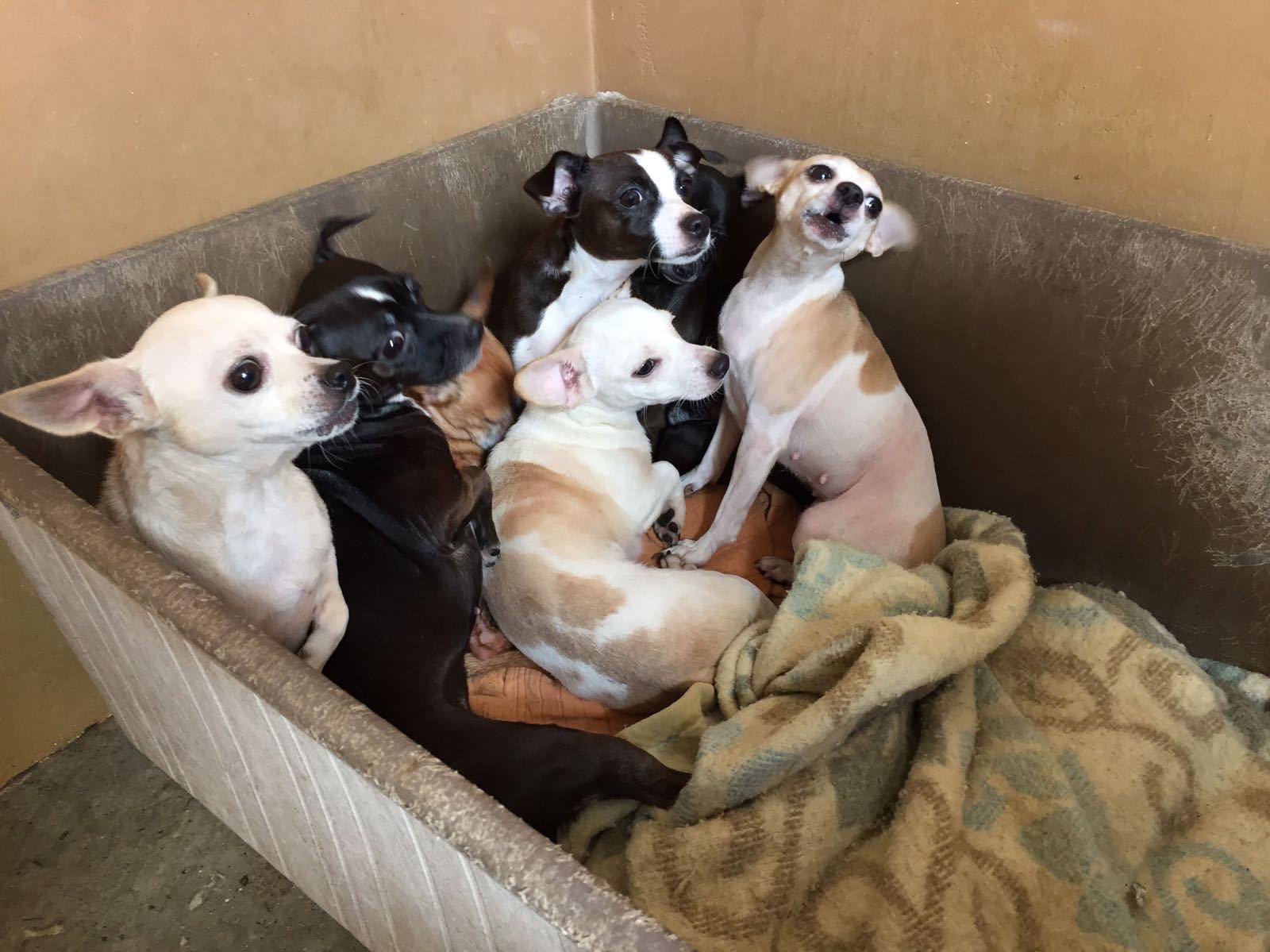 Pet Pals GC Why Dog Breeding is a Problem!