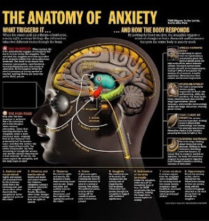 Anxiety And The Amygdala