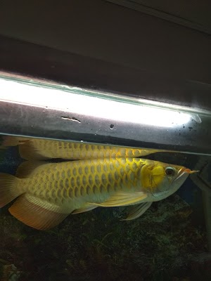 Jual Ikan Arwana Super red 10 cm Jual Ikan Arwana Super red 10 cm