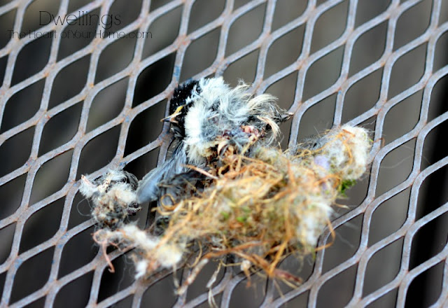material caught on baby chickadee leg