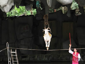 kambing atas tali