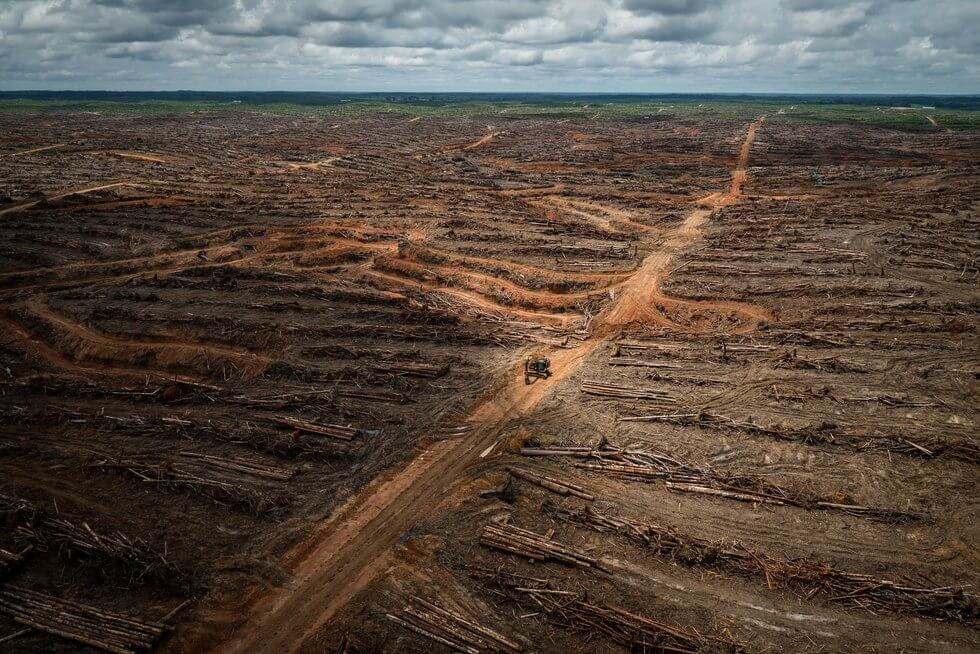 Revealing Video By Greenpeace International Raises Awareness Of Massive Deforestation In Indonesia