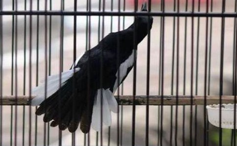 4 Cara Seting Burung Kacer Lomba Paling Akurat Agar Tampil