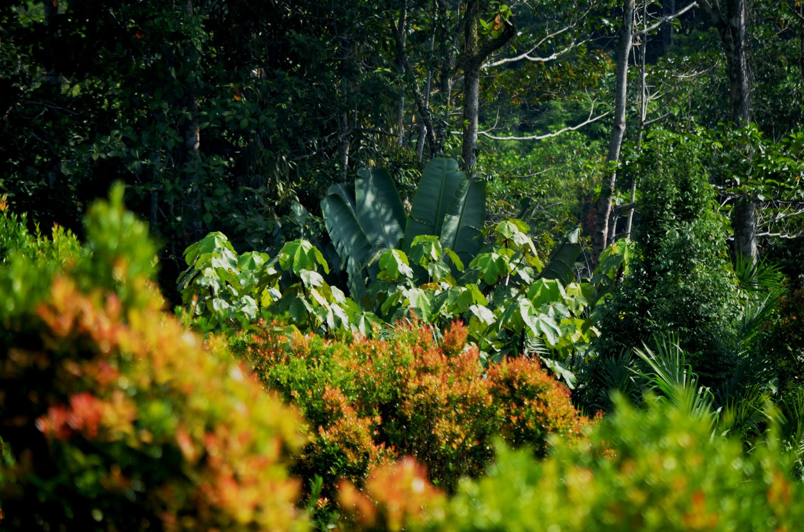 The Kambatik Park, Bintulu. Broad leaves in the landscape