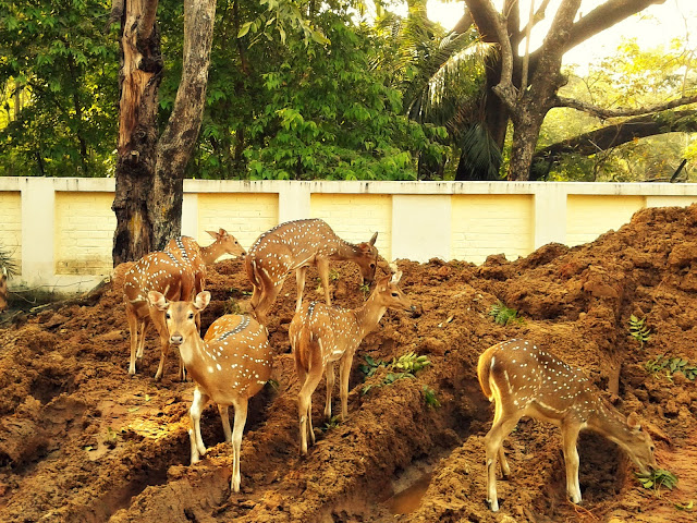 The Deer in the campus IIT Madras