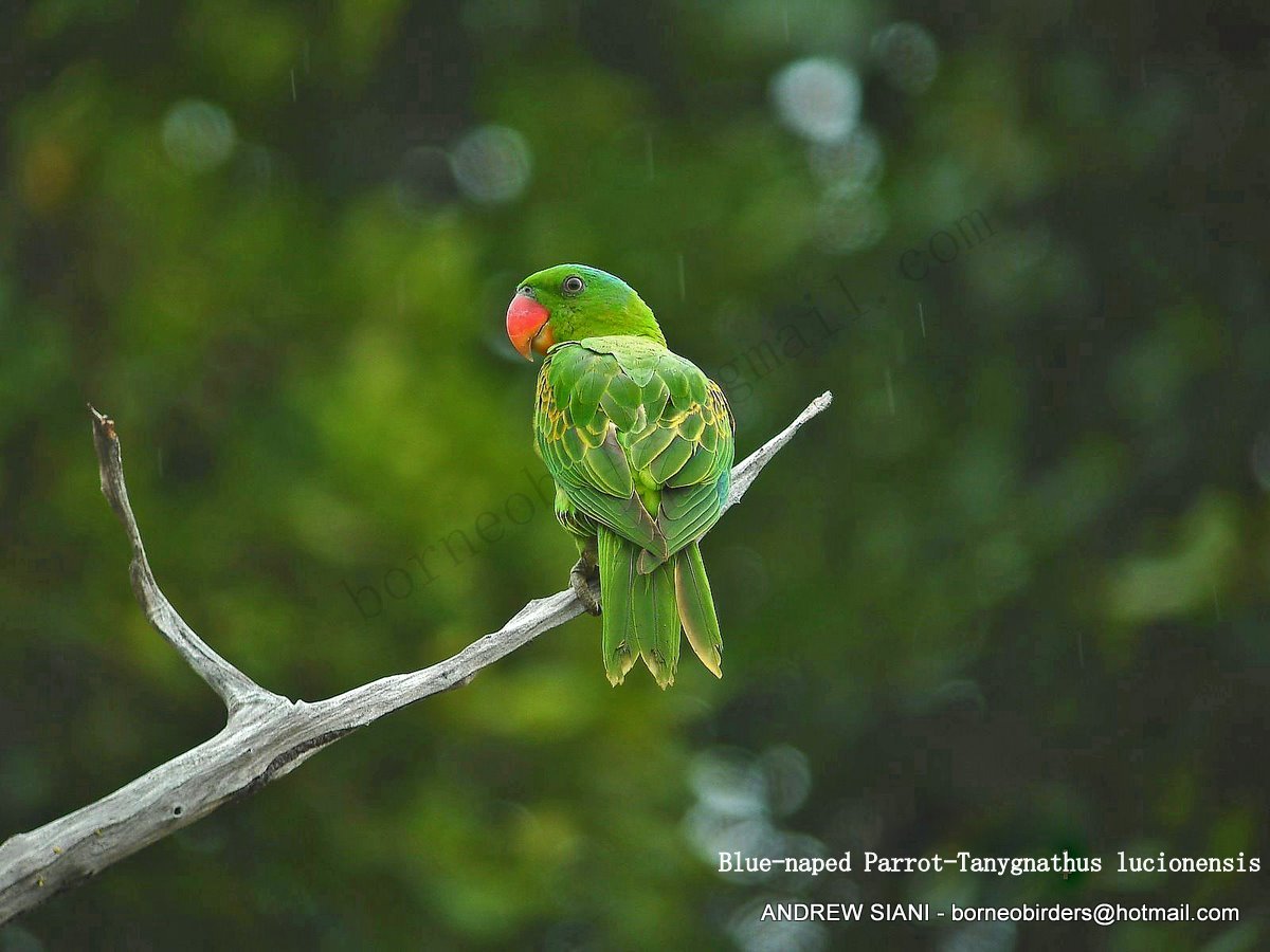 Borneo Avifauna Bluenaped ParrotTanygnathus lucionensis