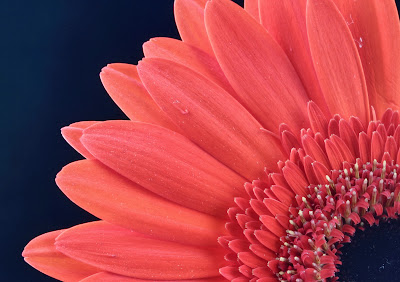 how to photograph flowers on a black background