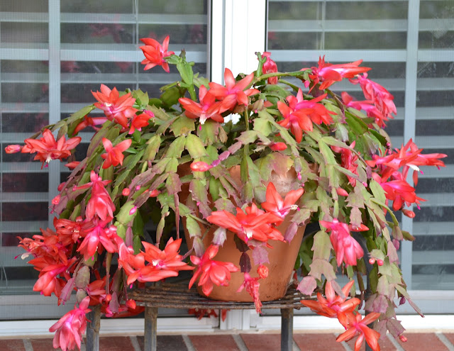 Christmas Cactus- Schlumbergera