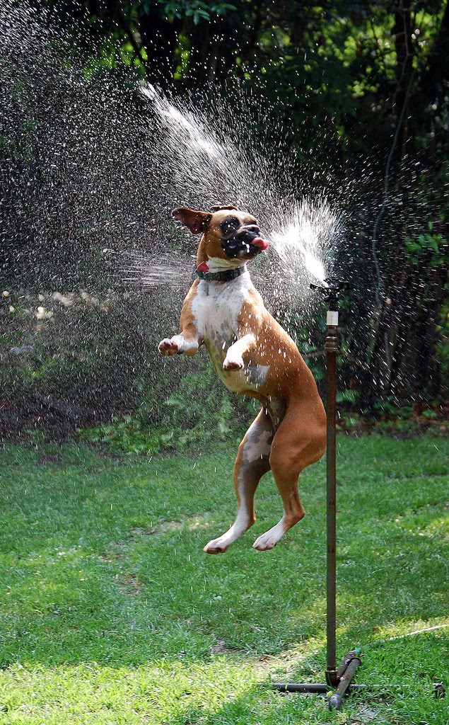 32 Dogs play in sprinklers (32 pics) Amazing Creatures