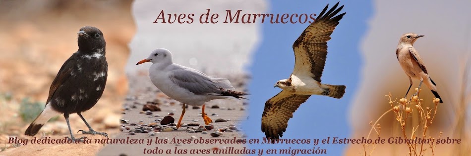 La otra orilla  - Aves de Marruecos