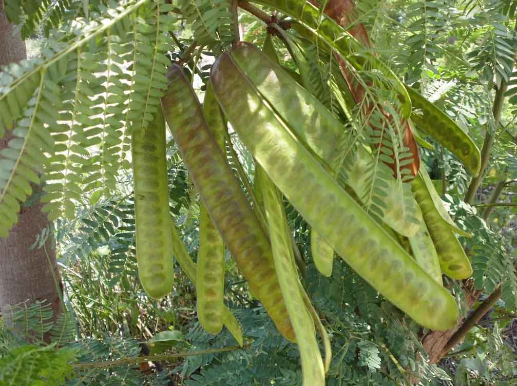 Soal Interaksi Makhluk Hidup Dengan Lingkungan Ipa Smp Muttaqin Id Soal Interaksi Makhluk Hidup Dengan Lingkungan Ipa Smp Muttaqin Id