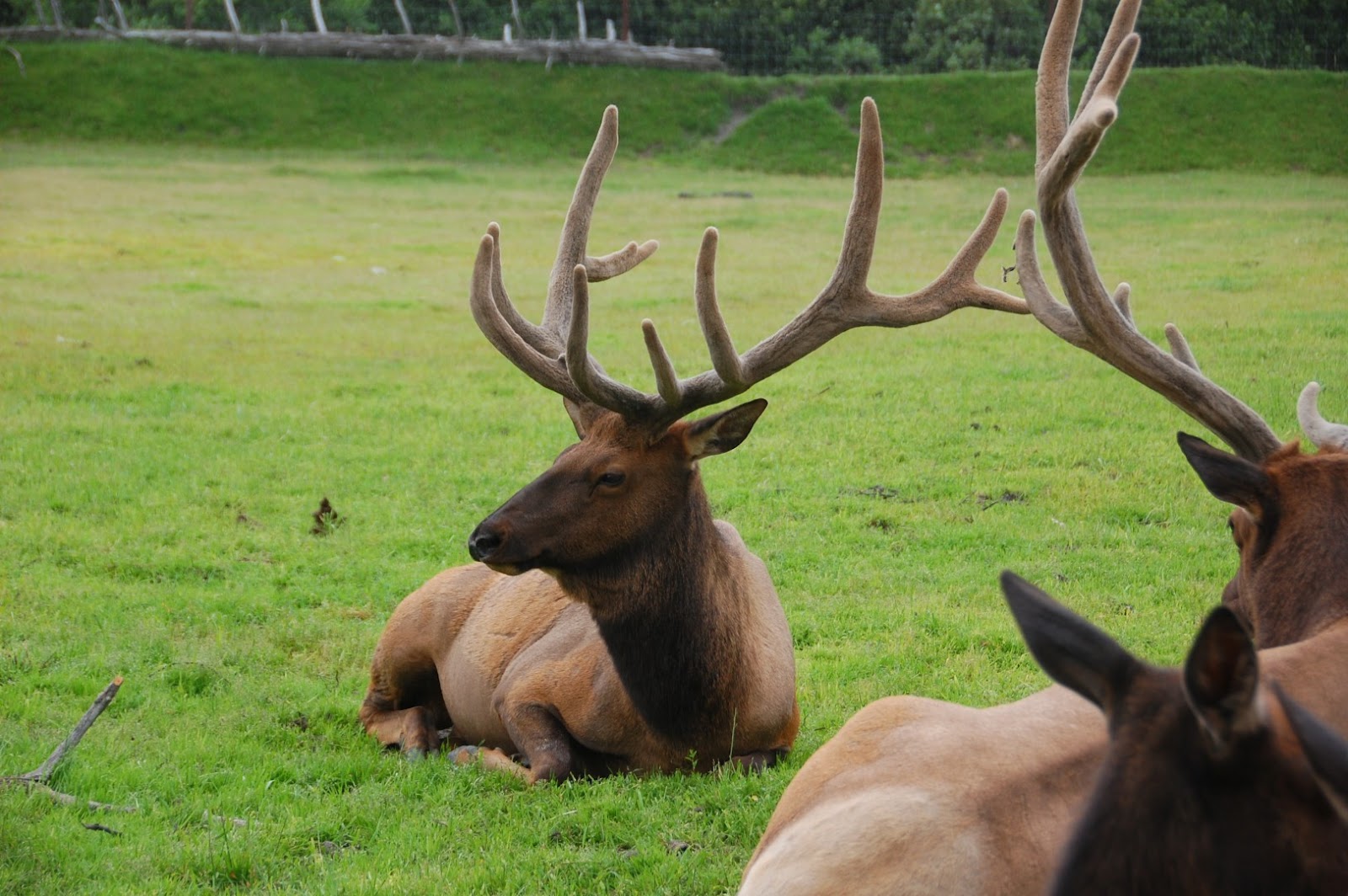 Ongoing Airstream Travels: Animal Park and Bore Tide