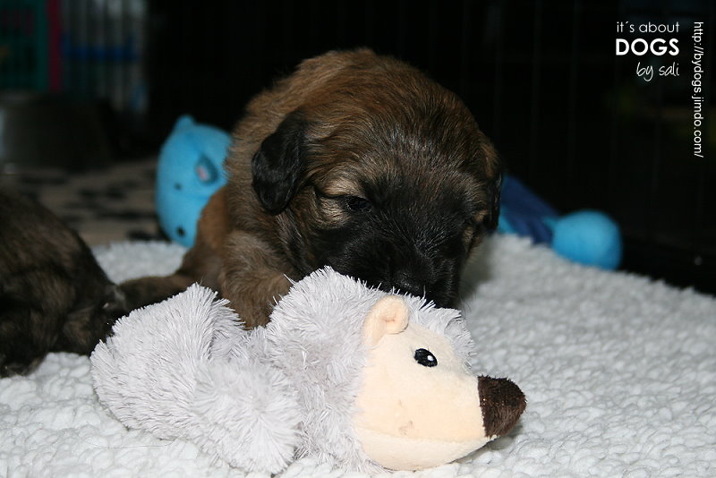 Fünf kleine Mini-Chirus? Nein! - ABOUT DOGS AND CHIRU [Hundeblog]