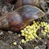 Invasão de caramujos africanos preocupa moradores de Serrolândia
