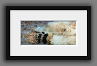 A close up shot of the giant paws of a polar bear.