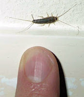 Bir parmak ucundaki gümüşçün böceği