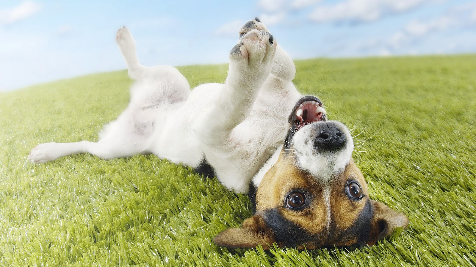 Köpek Sahibi Yavru Köpeklere Alınması Gereken Eşyalar