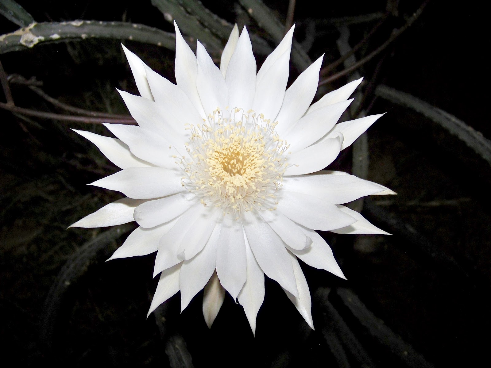 Katherine D. Jones Flowers That Bloom At Night Names Nightblooming cereus common name
