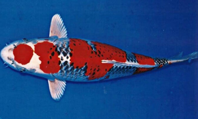 Gambar Ikan Koi Mahal