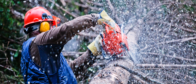 tree removal specialists