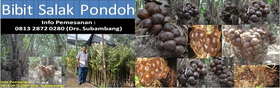 Jual Bibit Salak Pondoh Kualitas Super Unggul