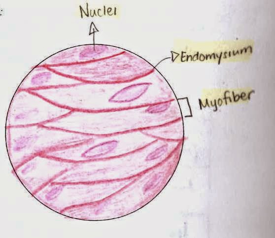 OHH ANATOMY: Kinds of muscle tissues