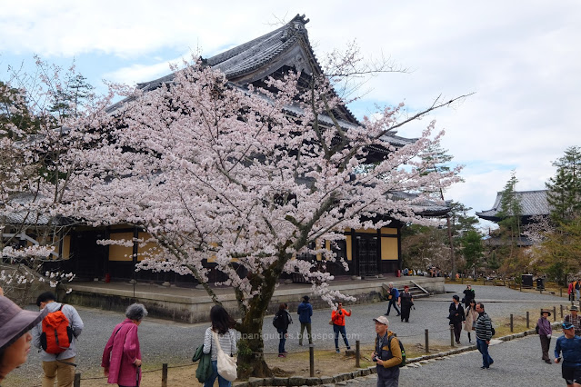 Nanzenji Temple Kyoto Sakura