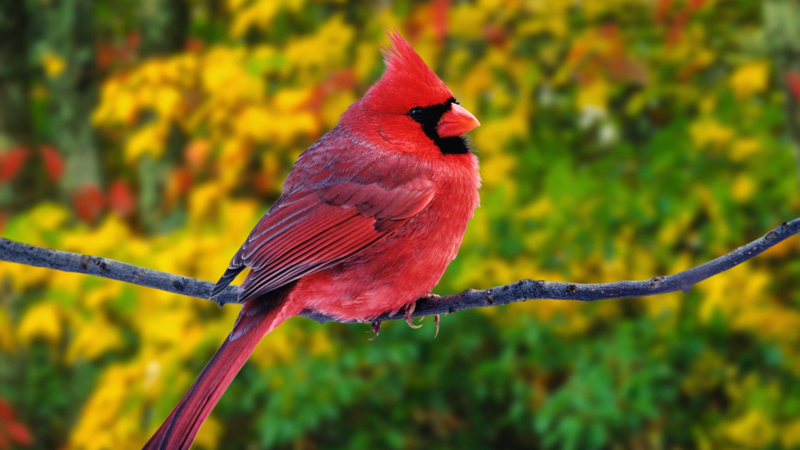Bird Directory Northern Cardinal of Christmas