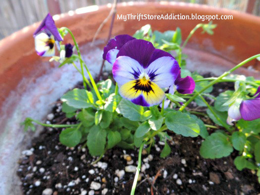 Pretty pansies