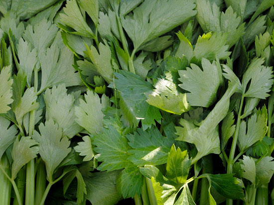 The World's Healthiest Foods : Celery
