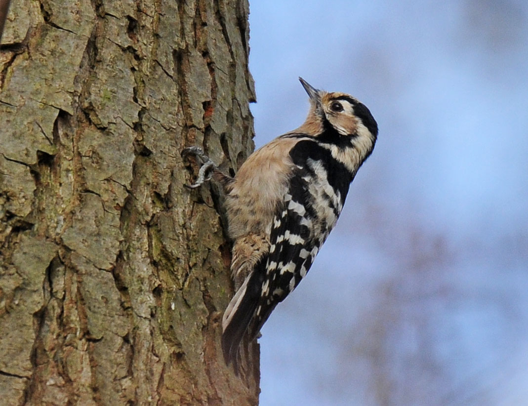 Bill's Birding: Lesser Spotted Woodpecker, Bushy Park