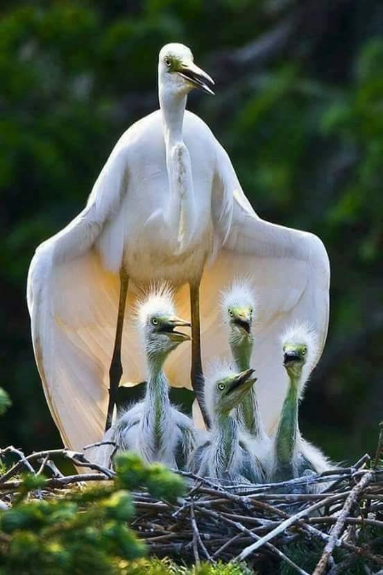 Mother Crane and her babies ~ HDP Gallery
