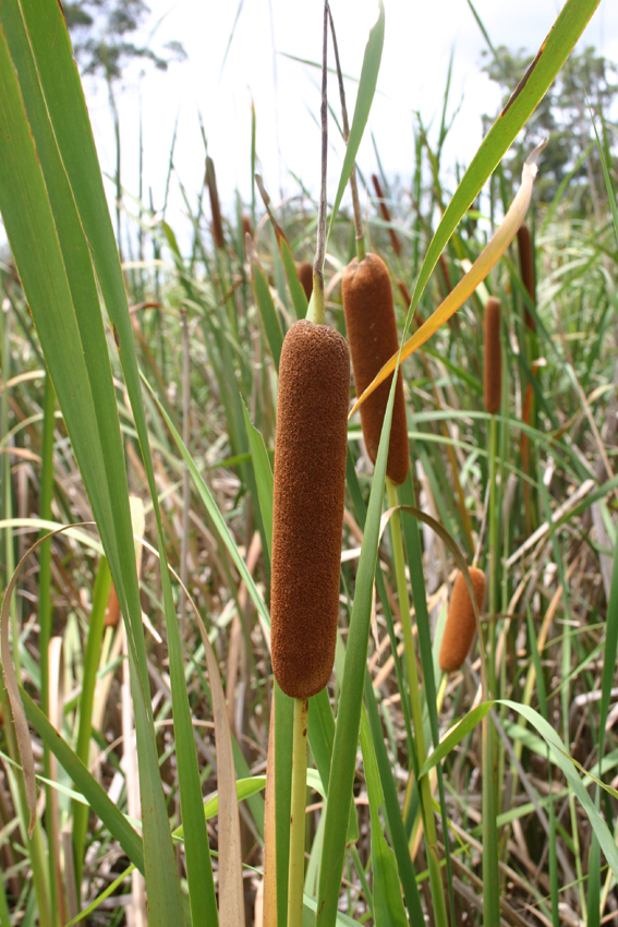 Toowoomba Plants: The Plant called “Goombungee”