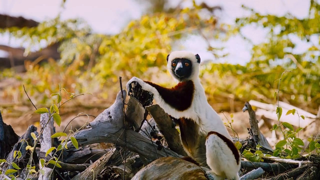 Madagascar, isla de lémures (2014) 720p BDRip Dual 