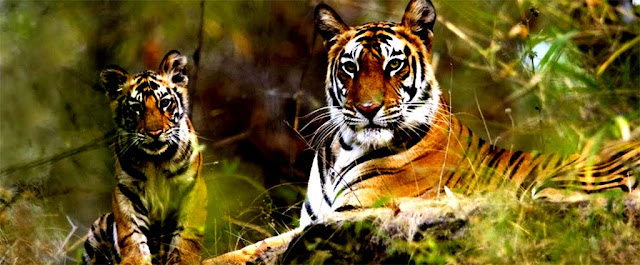 About Corbett National Park