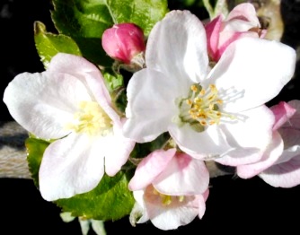 Flores Imagen de flores abiertas y semi abiertas de color blanco