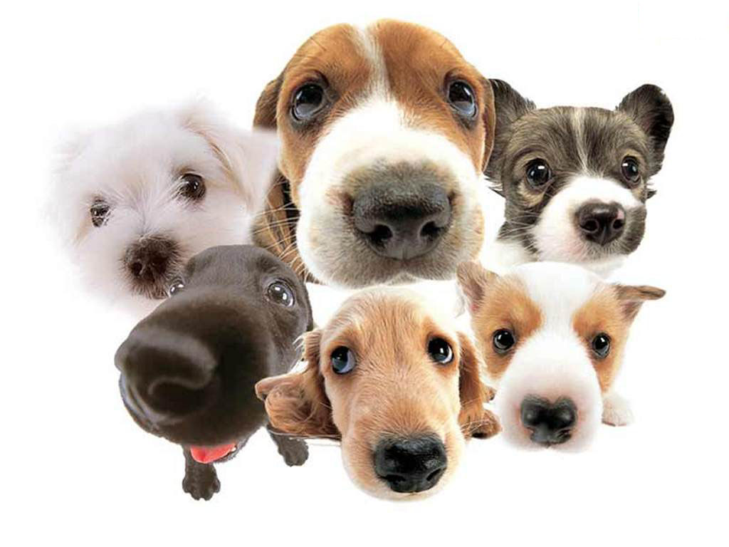 Pet Tips! January is \u0026quot;Train you dog month\u0026quot;