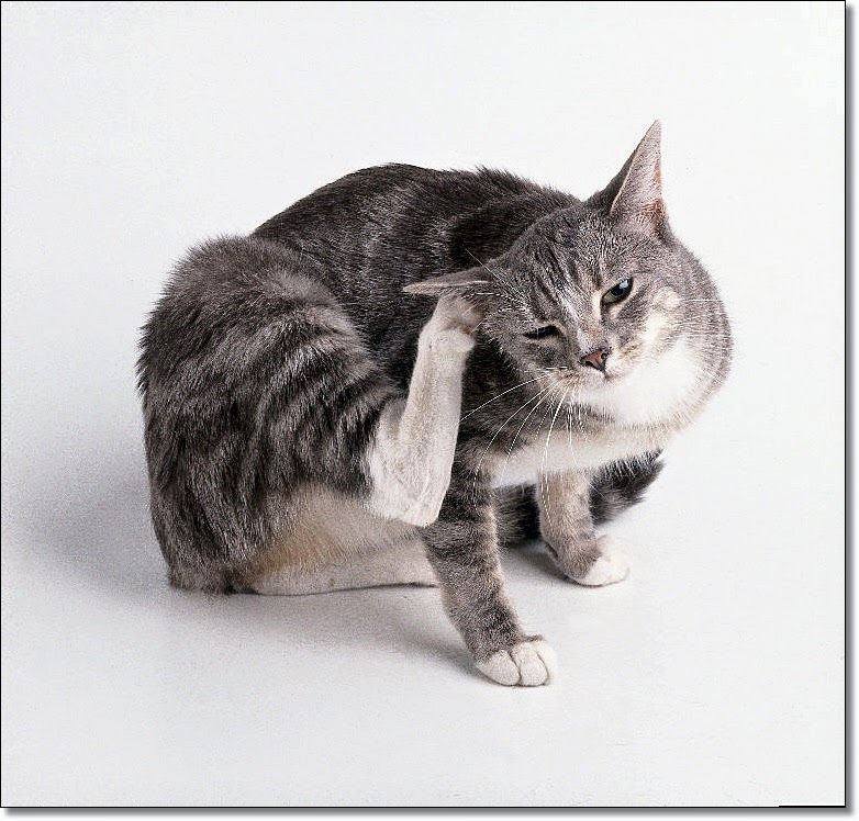 Cats Shaking Head And Scratching Ears toxoplasmosis