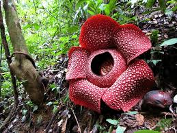 Doodleando, Los Logos de Google: Rafflesia Arnoldii cumple 25 años como flor  nacional de Indonesia