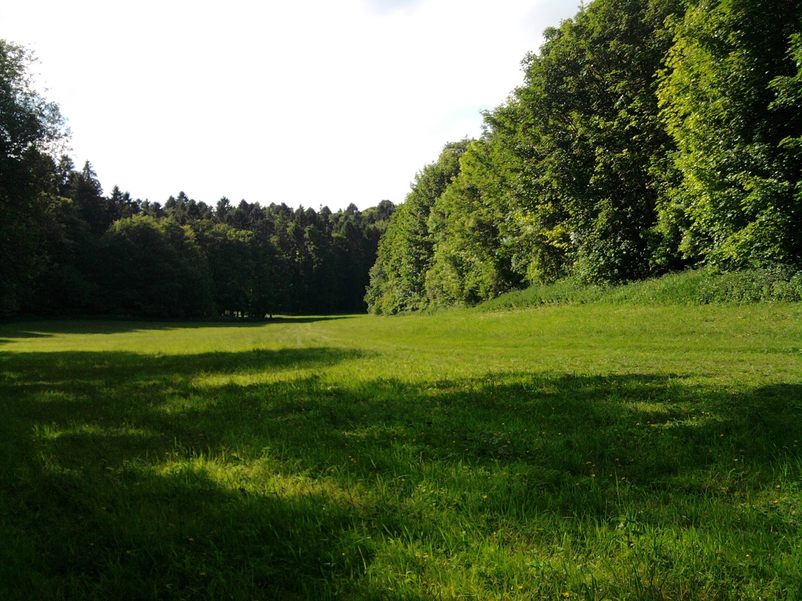 Clareira Central A-clearing-in-the-forest