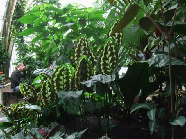 Tropical plants in the Palm House at Kew Gardens, London