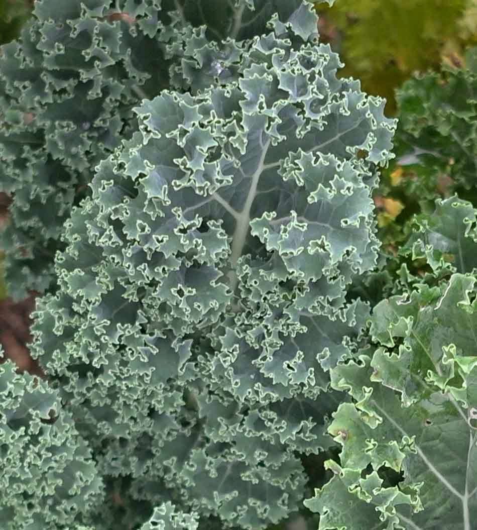 edible culture Curly Kale with Soba Noodles and Sesame seeds