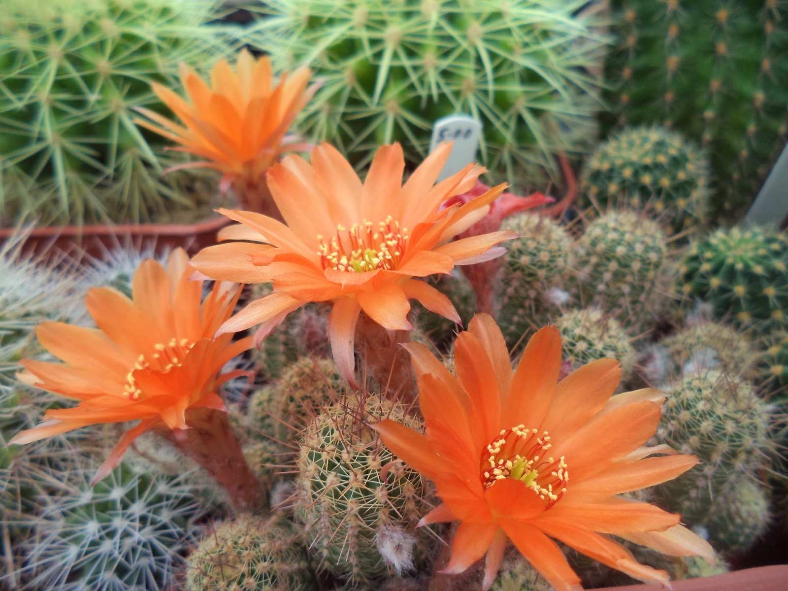 Succulent Sundae CONNOISSEURS CACTI / KENT CACTI