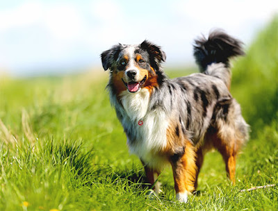 Aussie Shepherd Dog Breed Personality