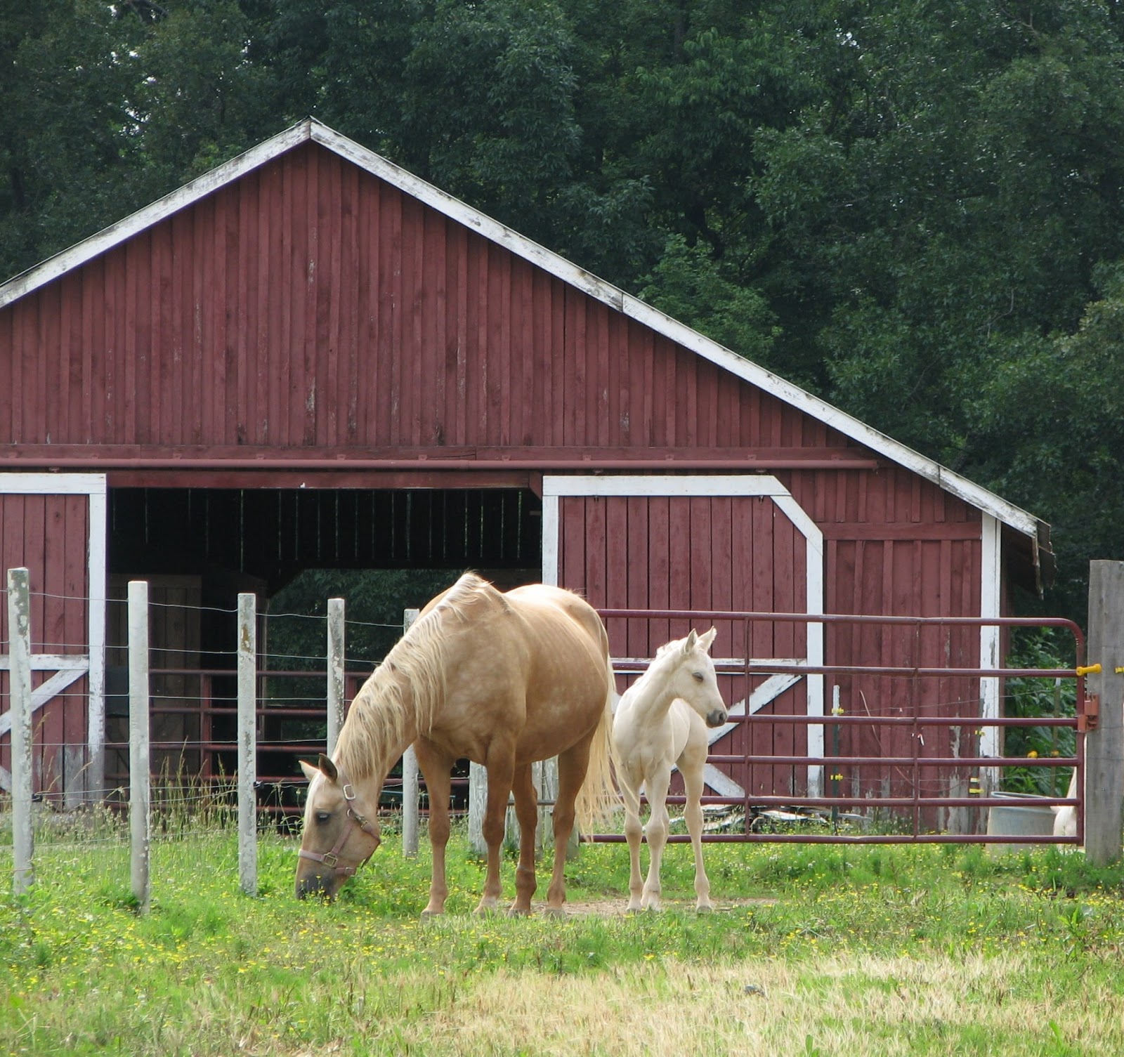 Snug Harbor Bay Kentucky Horse Farm