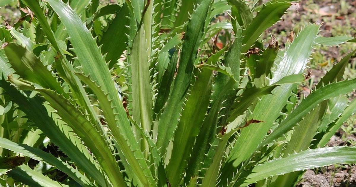 Plantas Beleza e Diversidade Eryngium serra