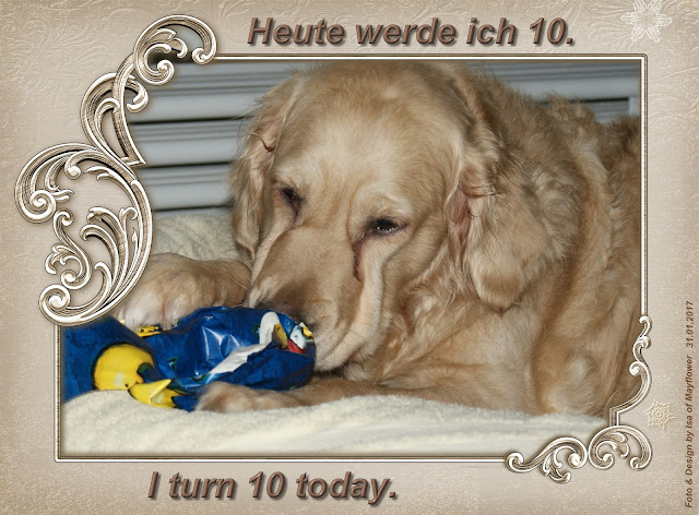 Hundegedichte &amp; mehr / Dog poems &amp; more January 2017