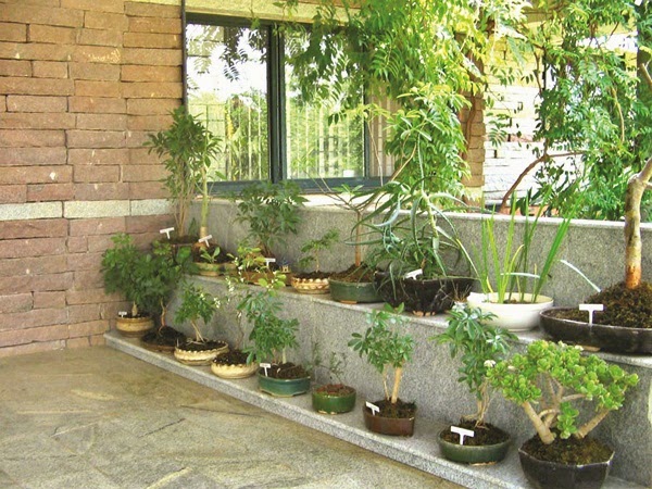 Medicinal plants at home