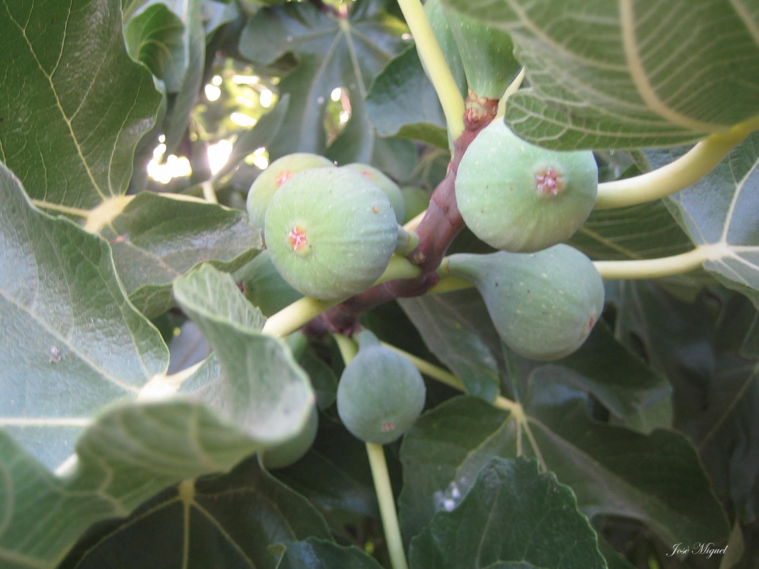 La Corte de Cortegana Como plantar una higuera por esqueje de una rama.